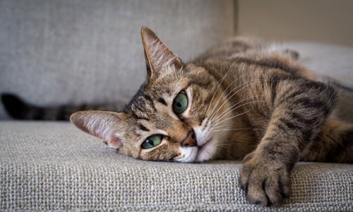 a cat laying on a couch