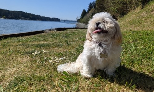 a dog sitting in a field